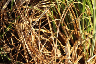 Close-up of dried plant on field