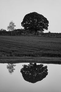 Trees on field against clear sky