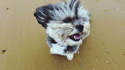 High angle portrait of dog