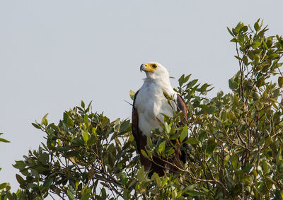 Low angle view of bird perching on branch against sky