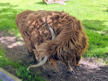 View of a highland cow in pollok country park