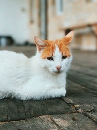 Portrait of ginger cat