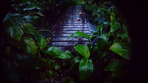Ivy growing on tree at night