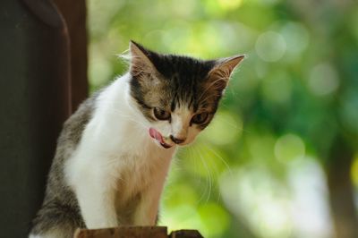 Close-up of cat looking outdoors