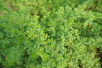 Close-up of fresh green plants