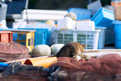 Cat sitting around nets at a port