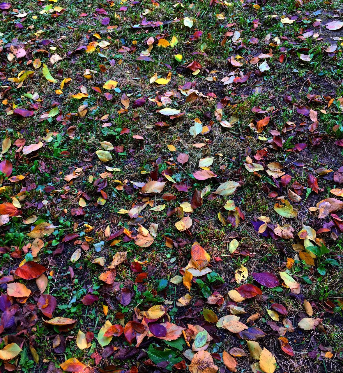 HIGH ANGLE VIEW OF FALLEN LEAVES ON FIELD