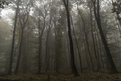 Low angle view of trees in forest