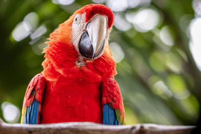 pet