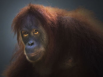 Close-up of portrait of serious looking away