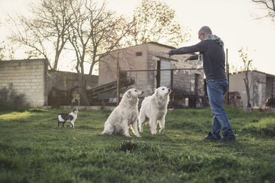 Man training dogs in a rural scene