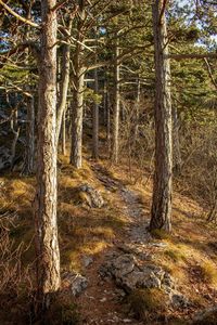 Pine trees in forest