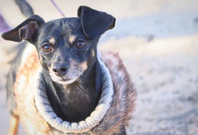 Portrait of dog on beach