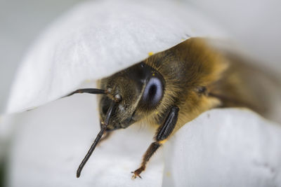 Close-up of a bee