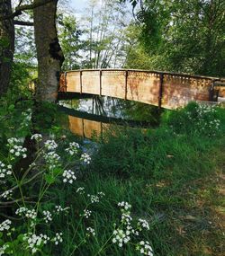 View of abandoned bridge in forest