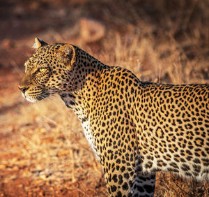 View of a cat looking away