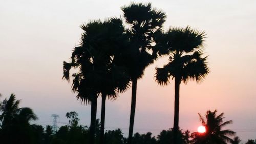 Low angle view of palm trees against sky