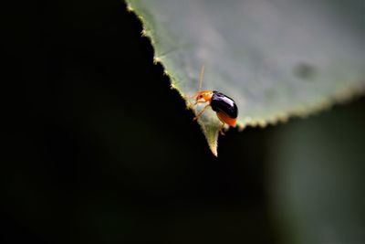 Close-up of the shiny flea beetle on the leaf