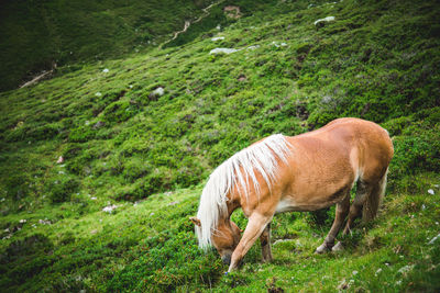 Side view of horse grazing on field