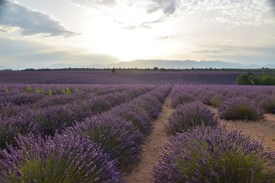 Scenic view of lavender field against sky