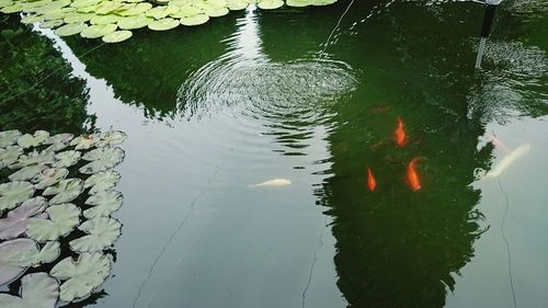 Reflection of trees in pond