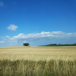 Scenic view of agricultural field against blue sky