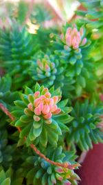 Close-up of pink flowers