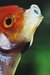 Close-up of fish swimming in sea