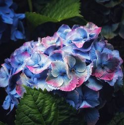 Close-up of purple hydrangea flowers