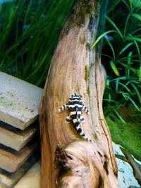 Close-up of insect on tree trunk