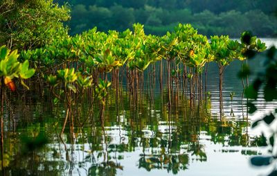 Plants growing by lake in forest