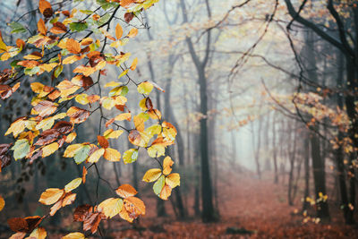 Autumn leaves on tree in forest