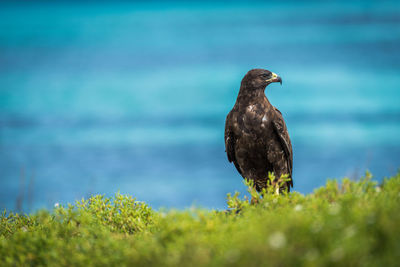 Bird perching on a land