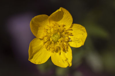 Close-up of yellow flowering plant