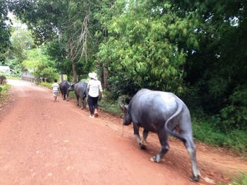Men on road by trees