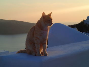 Cat sitting on mountain against sky during sunset