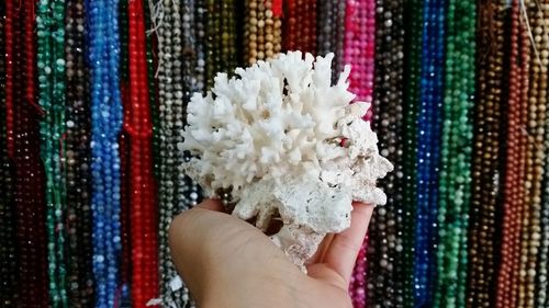 Close-up of hand holding coral