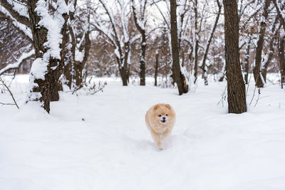 Portrait of dog on snow covered land