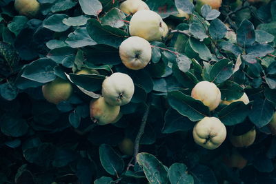 Close-up of fruits hanging on tree