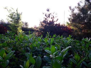 Flowering plants and trees in a garden