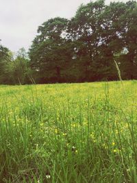 Scenic view of grassy field