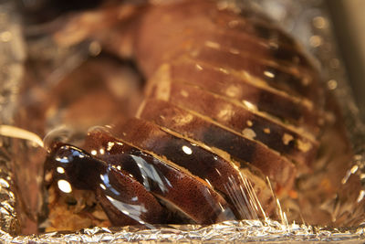 macro photography