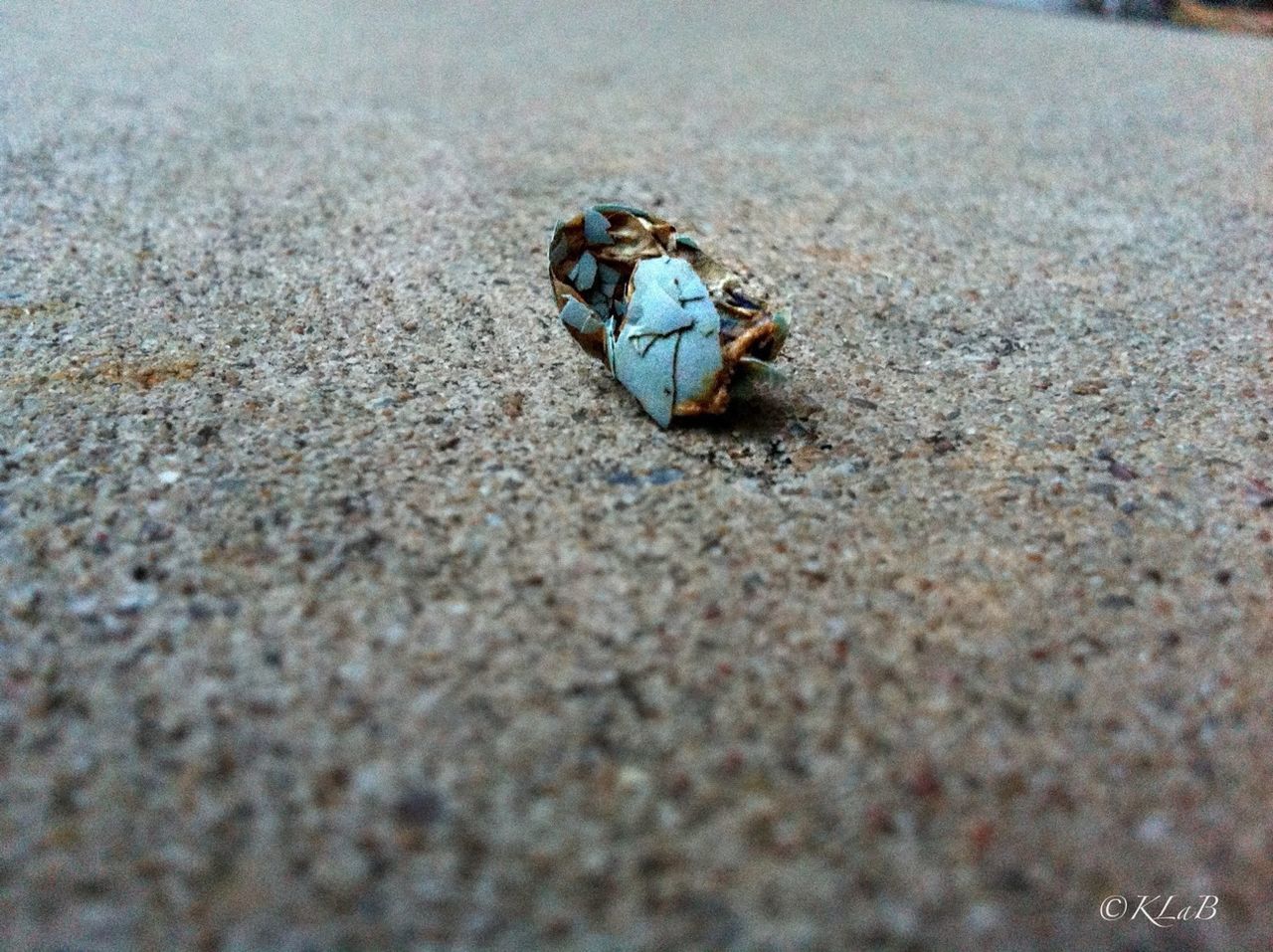 insect, one animal, animal themes, animals in the wild, wildlife, sand, selective focus, beach, high angle view, close-up, nature, day, surface level, outdoors, animal shell, full length, textured, crab, rock - object, no people