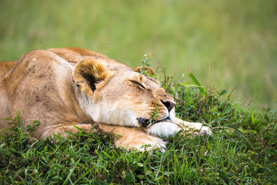 Full length of a cat lying on grass