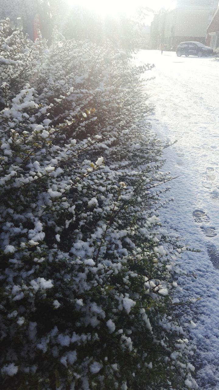 SNOW COVERED PLANTS BY LAND