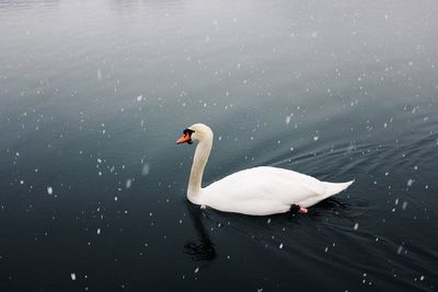 Close-up of swan swimming in lake during winter