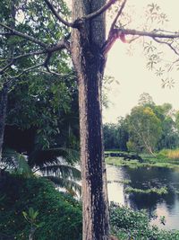 Tree by lake in forest against sky