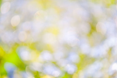 Close-up of flowers