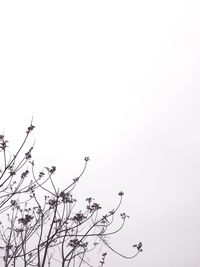 Low angle view of bare trees against clear sky