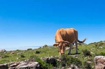 View of a horse on rock against clear blue sky